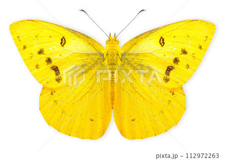 Beautiful Eurema Alitha Grass Yellow butterfly isolated on a white background with clipping path 112972263