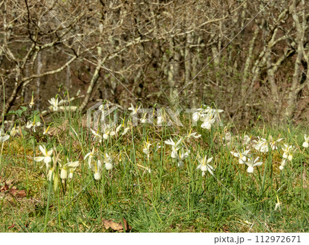Angel's Tears daffodil or narcissus triandrus white flowers Angel's Tears daffodil or narcissus triandrus white flowers 112972671