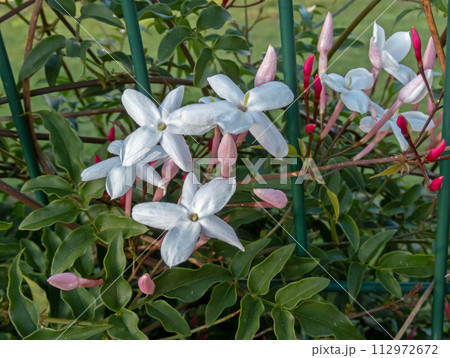 Jasminum polyanthum or many-flowered jasmine flowers on the garden fence Jasminum polyanthum or many-flowered jasmine flowers on the garden fence 112972672