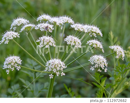 Oenanthe crocata, hemlock water-dropwort or dead man's fingers plant flowers 112972682