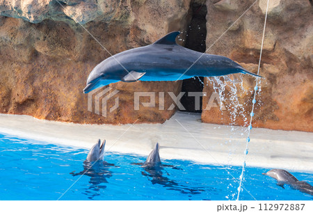 dolphins on show 112972887