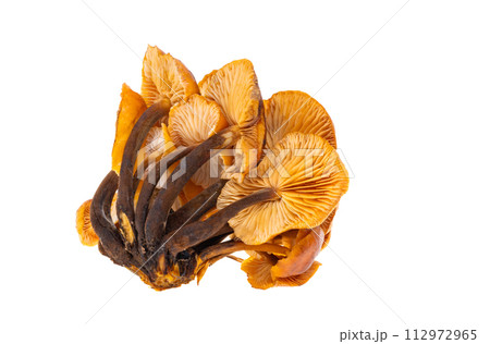 honey mushrooms isolated 112972965