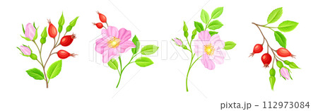 Tender Pink Flowers of Rosa Canina or Dog Rose Plant Vector Set 112973084