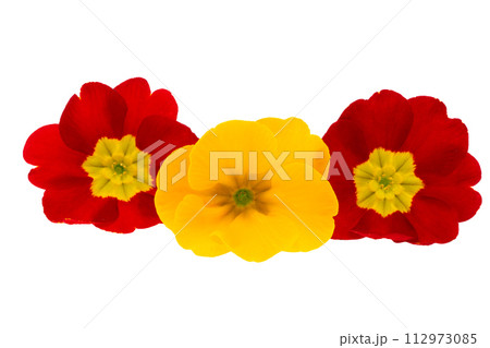 primrose flowers isolated primrose flowers isolated 112973085