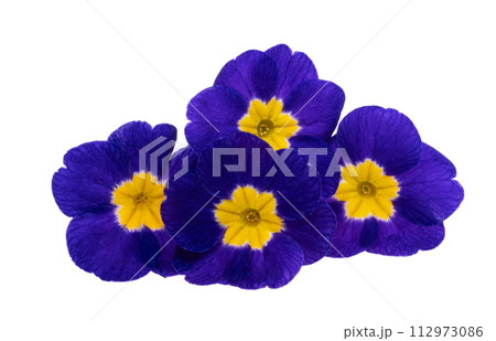 primrose flowers isolated primrose flowers isolated 112973086
