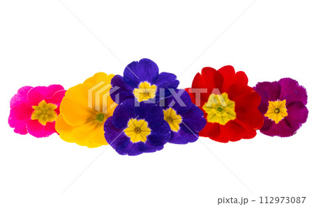 primrose flowers isolated 112973087