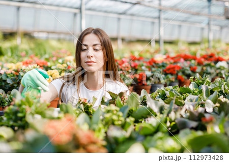 Young woman florist spraying water on houseplants in flower pots by sprayer. Closeup of female gardener sprinkles flowers using spray bottle. Young woman florist spraying water on houseplants in flower pots by sprayer. Closeup of female gardener sprinkles flowers using spray bottle. 112973428