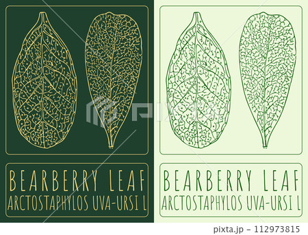 Vector drawing BEARBERRY LEAF. Hand drawn illustration. The Latin name is ARCTOSTAPHYLOS UVA-URSI L 112973815