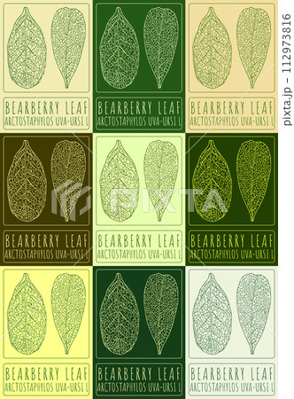 Set of vector drawing BEARBERRY LEAF in various colors. Hand drawn illustration. The Latin name is ARCTOSTAPHYLOS UVA-URSI L Set of vector drawing BEARBERRY LEAF in various colors. Hand drawn illustration. The Latin name is ARCTOSTAPHYLOS UVA-URSI L 112973816