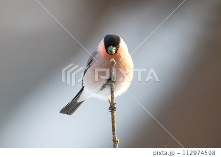 枝にとまり木の芽を食べる鷽 112974598