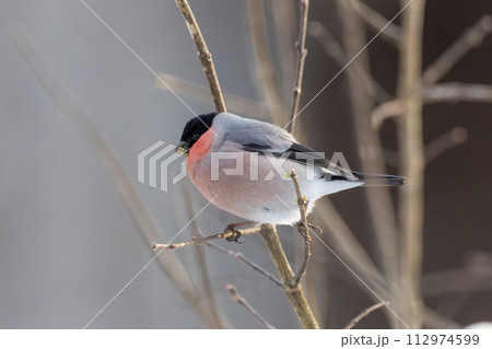 枝にとまり木の芽を食べる鷽 112974599