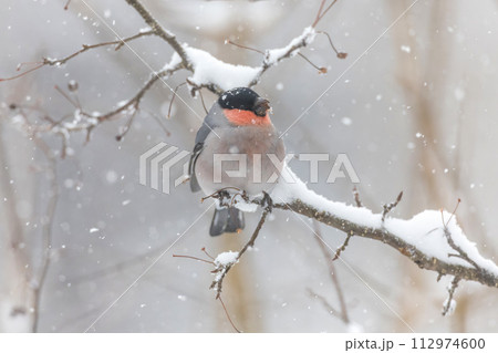 枝にとまり木の芽を食べる鷽 112974600
