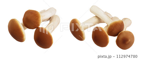 honey fungus mushrooms isolated on white background with full depth of field 112974780