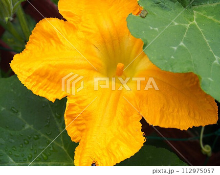 カボチャの花のアップ 112975057