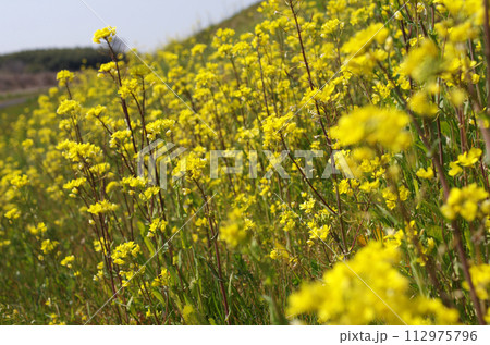 菜の花が春の訪れを告げている。川のほとり一面を黄に彩っている。幸せなひととき。 112975796