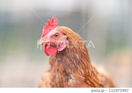 鶏の横顔 112975997
