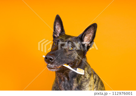 Dog holding a toothbrush in his teeth on a clean red yellow background 112976001