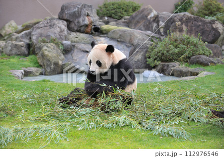 おいしそうに竹を食べる愛浜 112976546