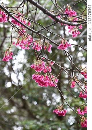 カンヒザクラ（寒緋桜） 112976565