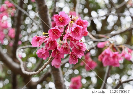カンヒザクラ(寒緋桜) カンヒザクラ(寒緋桜) 112976567