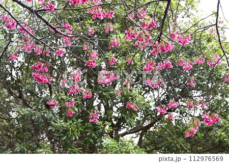 カンヒザクラ（寒緋桜） 112976569