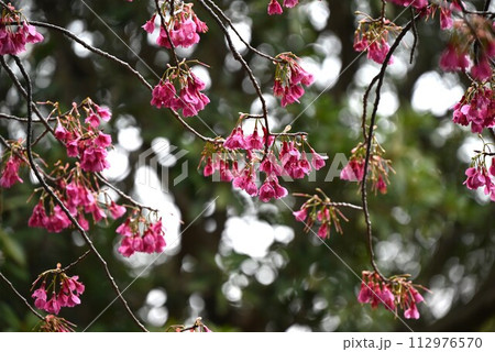 カンヒザクラ（寒緋桜） 112976570