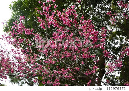 カンヒザクラ(寒緋桜) カンヒザクラ(寒緋桜) 112976571