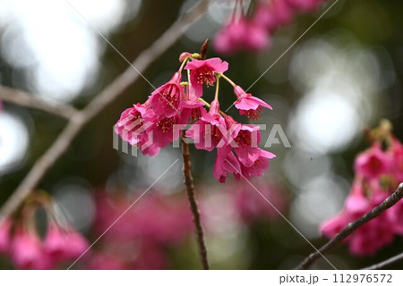 カンヒザクラ（寒緋桜） 112976572