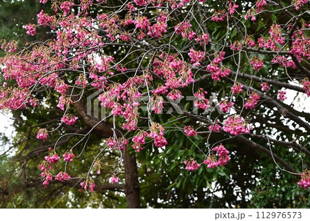 カンヒザクラ（寒緋桜） 112976573