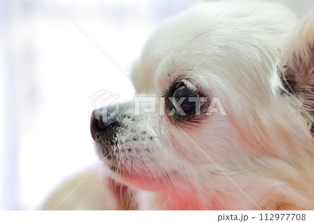 チワワ チワワ 112977708