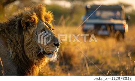Majestic African lion at sunset, with a soft golden light illuminating its mane, observed by tourists on a safari adventure in the expansive savannah. 112978038