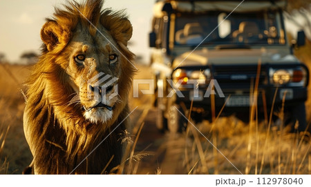 Majestic African lion at sunset, with a soft golden light illuminating its mane, observed by tourists on a safari adventure in the expansive savannah. 112978040