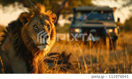 Majestic African lion at sunset, with a soft golden light illuminating its mane, observed by tourists on a safari adventure in the expansive savannah. 112978041