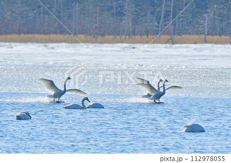 解氷した湖に着水するハクチョウ 解氷した湖に着水するハクチョウ 112978055