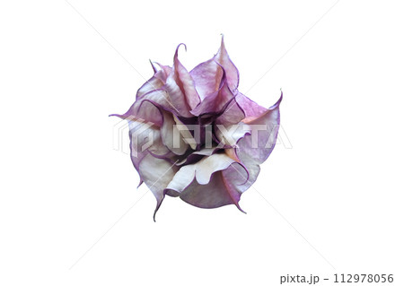 Purple or black fragrant trumpet-shaped Rare Datura 112978056