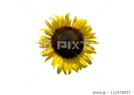 yellow sunflowe yellow sunflowe 112978057