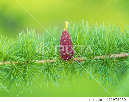 Larch tree fresh pink cones blossom at spring on nature background 112978080