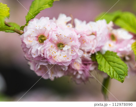 Beautiful Pink Flowers of Prunus triloba, Blossom, pink flowers. Prunus triloba, sometimes called flowering plum or flowering almond, a name shared with Prunus jacquemontii 112978090