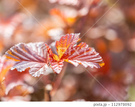 Branches of bushes with young dark red and orange leaves. 112978092