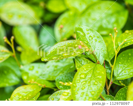 Green leaves with water drops after rain Green leaves with water drops after rain 112978097