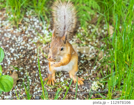 Squirrel in autumn or spring with nut on the green grass with fallen yellow leaves Squirrel in autumn or spring with nut on the green grass with fallen yellow leaves 112978106