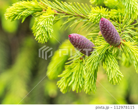 A young female cone of ordinary spruce, it is pink and its scales invitingly open in anticipation of pollen. Young cones of a Blue Spruce. 112978115