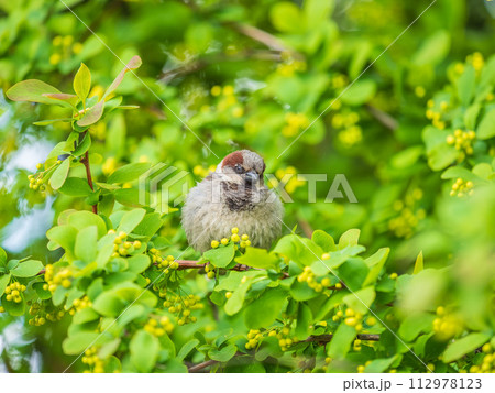 Sparrow sitting on a green branch in spring. Sparrow with playful poise on branch in spring or summer 112978123