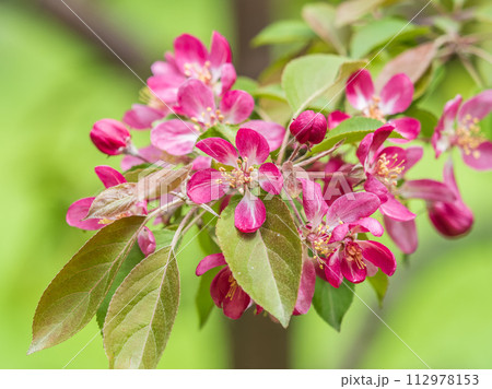 Fresh pink flowers of a blossoming apple tree with blured background Fresh pink flowers of a blossoming apple tree with blured background 112978153