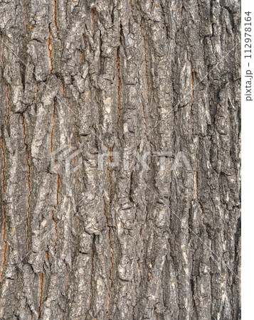 The texture of the bark of an old willow. Detailed bark texture. Natural background The texture of the bark of an old willow. Detailed bark texture. Natural background 112978164
