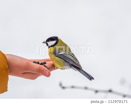 A tit sits on a man's hand and eats seeds. A tit sits on a man's hand and eats seeds. 112978171