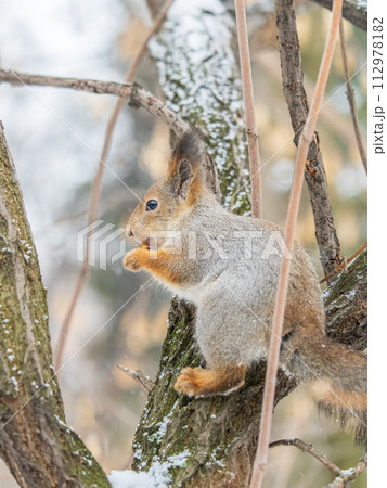 The squirrel with nut sits on tree in the winter or late autumn The squirrel with nut sits on tree in the winter or late autumn 112978182