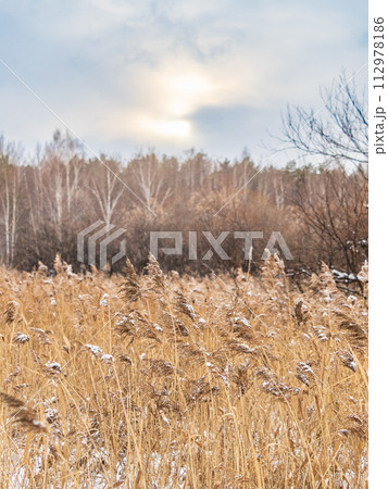 Winter landscape across fields with frosty grass and bog frozen over with trees on horizon Winter landscape across fields with frosty grass and bog frozen over with trees on horizon 112978186