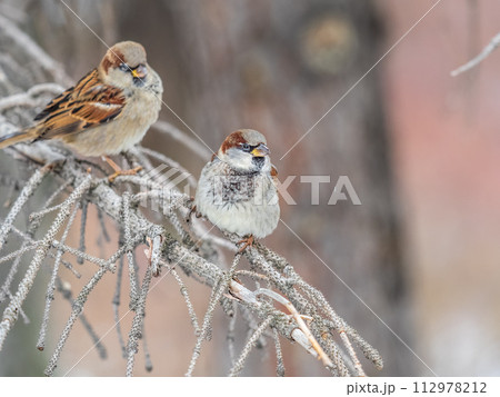 Two Sparrows sits on a branch without leaves. 112978212