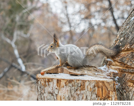 A squirrel sits on a stump and eats nuts in autumn. 112978228